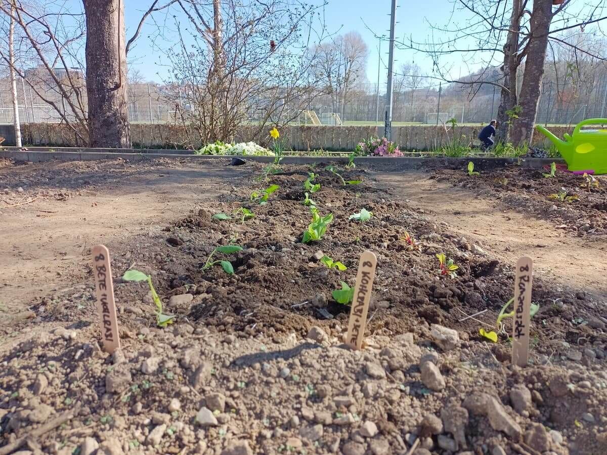 SchulAcker im Frühjahr